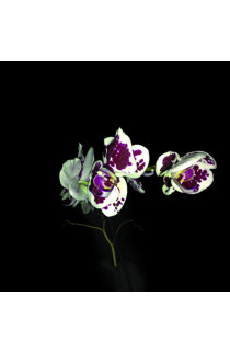 Afterhours - Folfiri O Folfox (LP) 