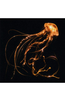 Royal Blood - Back To The Water Below (CD) 