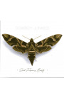 Cowboy Junkies - Such Ferocious Beauty (CD) 
