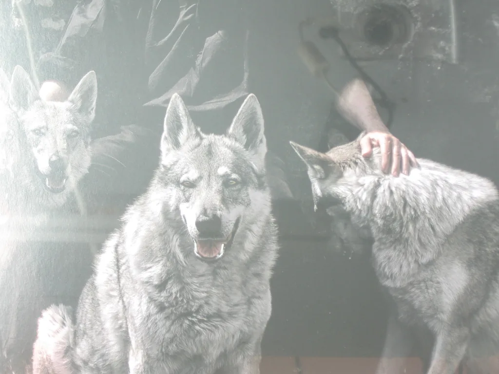 Copertina di Wolflight