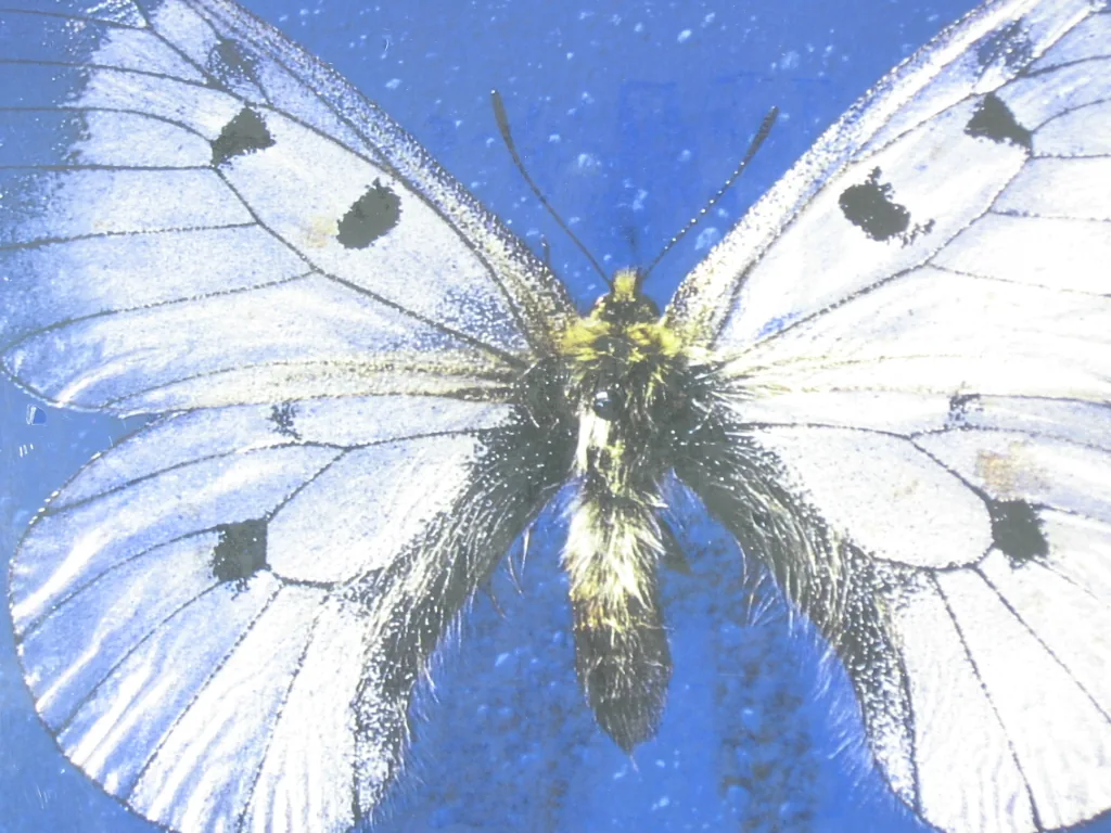Copertina di Parnassius Guccini
