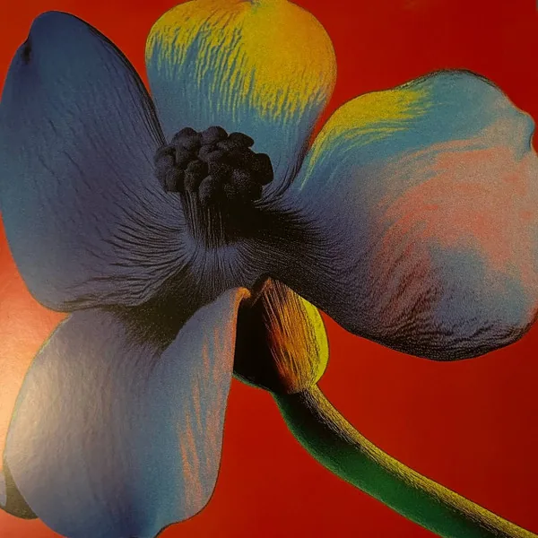 Copertina di Lettera Q